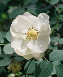 White Oil Bearing Rose