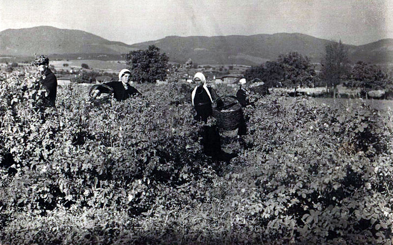 1937 rose harvesting Bulgaria