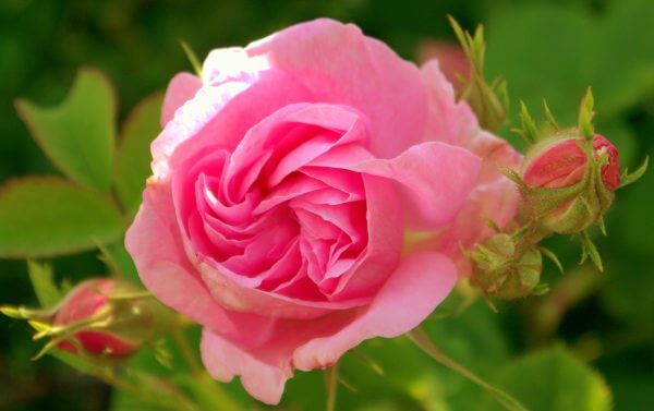 Pink rose - rosa damascena