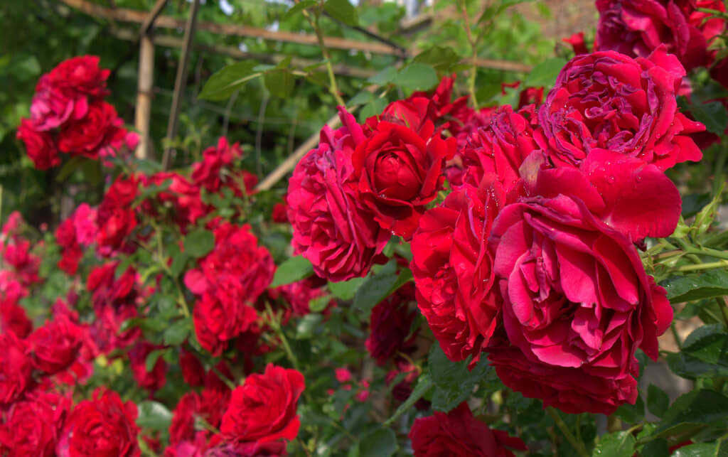 Beautiful red roses - meaning