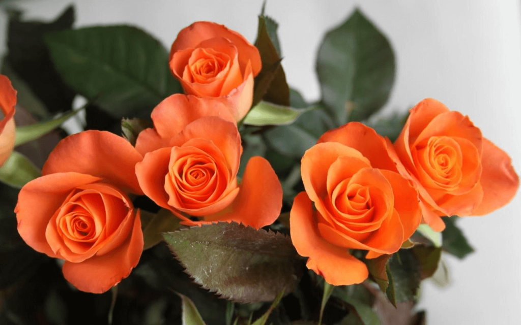 Orange roses meaning