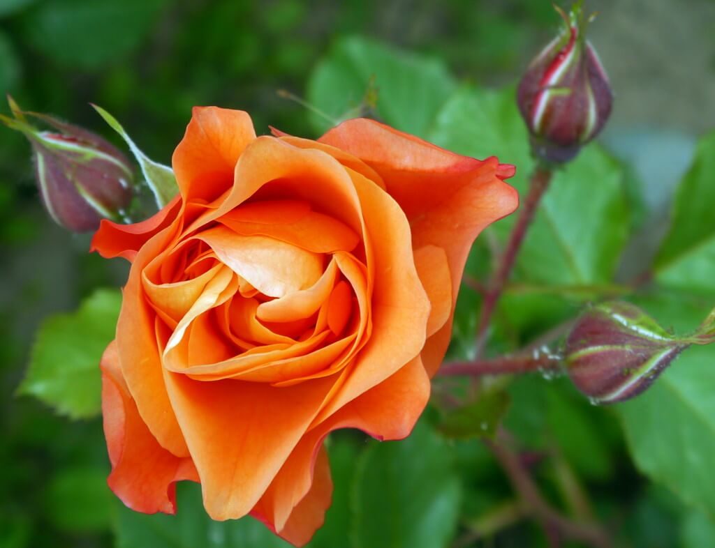 Peach rose meaning