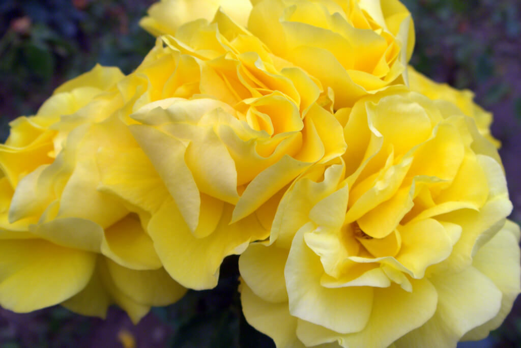 Yellow rose symbolism and meaning