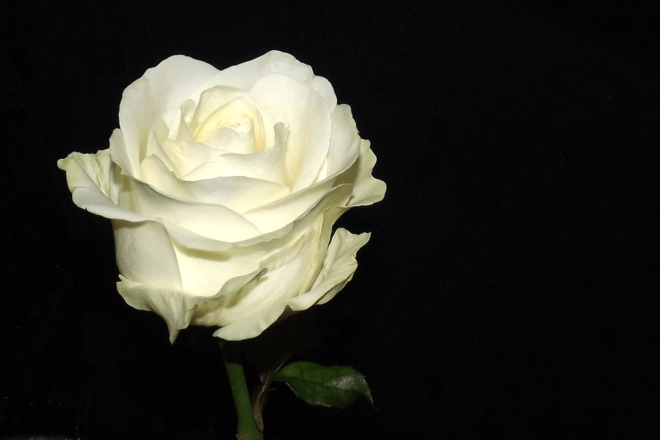 white rose meaning