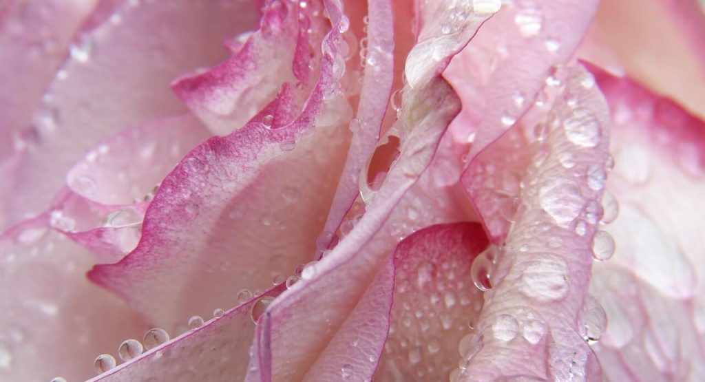 Close up of a rose with water drops